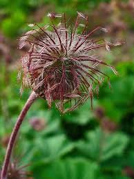 Attēlu rezultāti vaicājumam “Geum rivale fruit”