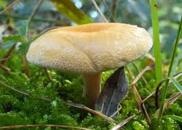 Attēlu rezultāti vaicājumam “Hygrophoropsis aurantiaca”