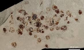 Attēlu rezultāti vaicājumam “Diderma crustaceum young”