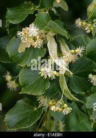 Attēlu rezultāti vaicājumam “Tilia x vulgaris”