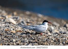 Attēlu rezultāti vaicājumam “Sterna”