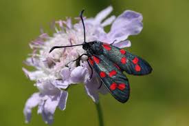 Attēlu rezultāti vaicājumam “Zygaena filipendulae”
