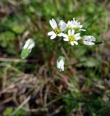 Attēlu rezultāti vaicājumam “Erophila verna”
