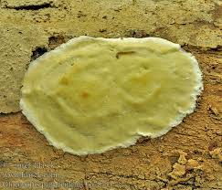 Attēlu rezultāti vaicājumam “Gloeoporus pannocinctus”