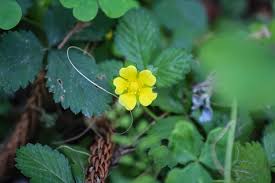 Attēlu rezultāti vaicājumam “Potentilla reptans flower”