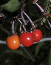 Attēlu rezultāti vaicājumam “Solanum dulcamara fruit”