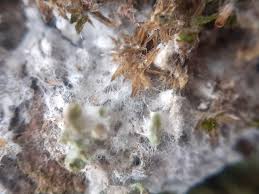 Attēlu rezultāti vaicājumam “Athelia arachnoidea”