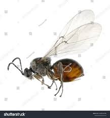 Attēlu rezultāti vaicājumam “Cynipidae”