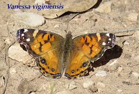 Attēlu rezultāti vaicājumam “Vanessa cardui upperside”
