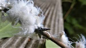 Attēlu rezultāti vaicājumam “Prociphilus xylostei”