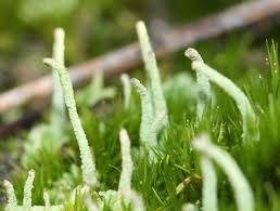 Attēlu rezultāti vaicājumam “Cladonia coniocraea”