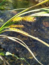 Attēlu rezultāti vaicājumam “Carex rostrata”