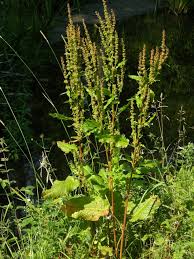 Attēlu rezultāti vaicājumam “Rumex obtusifolius”