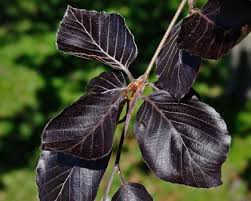 Attēlu rezultāti vaicājumam “Fagus sylvatica fo. purpurea flower”