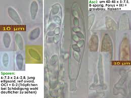 Attēlu rezultāti vaicājumam “Hyphodiscus hymeniophilus”