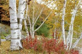 Attēlu rezultāti vaicājumam “Betula papyrifera”