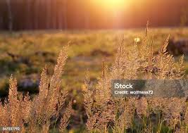 Attēlu rezultāti vaicājumam “Calamagrostis epigeios”