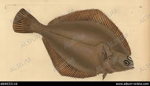 Image result for Limanda limanda