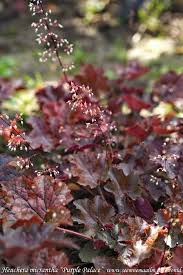Image result for HEUCHERA americana 'Palace Purple Auslese'