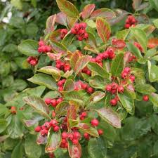 Attēlu rezultāti vaicājumam “Crataegus macracantha”