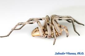 Attēlu rezultāti vaicājumam “Lycosidae”