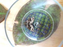 Attēlu rezultāti vaicājumam “Lampropteryx suffumata”