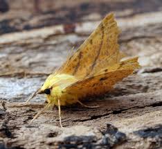 Attēlu rezultāti vaicājumam “Ennomos alniaria”