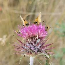 Attēlu rezultāti vaicājumam “Thymelicus lineola underside”