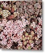 Attēlu rezultāti vaicājumam “Sedum hispanicum fruit”