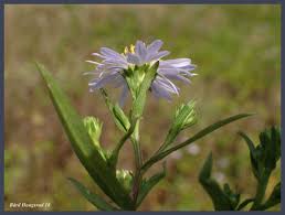 Attēlu rezultāti vaicājumam “Symphyotrichum x salignum”