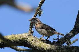 Attēlu rezultāti vaicājumam “Jynx torquilla”