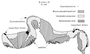 Attēlu rezultāti vaicājumam “Bryum pseudotriquetrum”