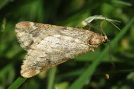 Attēlu rezultāti vaicājumam “Alsophila aescularia”