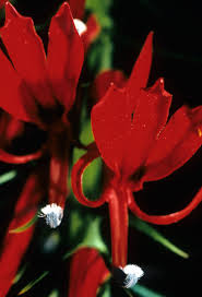 Attēlu rezultāti vaicājumam “Campanulaceae”