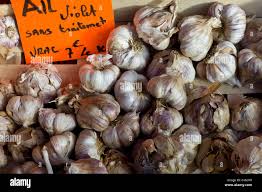 Attēlu rezultāti vaicājumam “Allium sativum fruit”