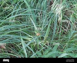Attēlu rezultāti vaicājumam “Gladiolus imbricatus fruit”