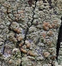 Attēlu rezultāti vaicājumam “Lecanora conizaeoides”