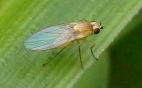 Attēlu rezultāti vaicājumam “Phytomyza ranunculi”