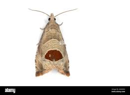 Attēlu rezultāti vaicājumam “Notocelia uddmanniana”