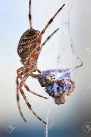 Attēlu rezultāti vaicājumam “Araneus diadematus female”