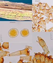 Attēlu rezultāti vaicājumam “Puccinia coronata”