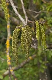 Attēlu rezultāti vaicājumam “Juglans cinerea flower”