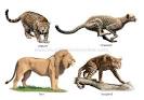 ANIMAL KINGDOM :: CARNIVOROUS MAMMALS :: EXAMPLES OF CARNIVOROUS ...