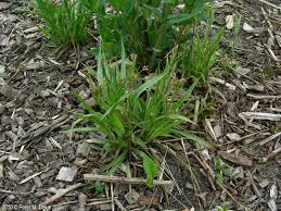 Attēlu rezultāti vaicājumam “Luzula multiflora”