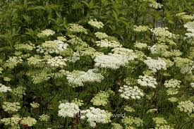 Attēlu rezultāti vaicājumam “Cenolophium denudatum leaf”
