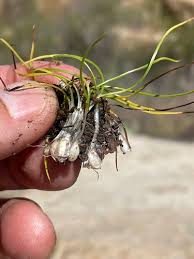 Attēlu rezultāti vaicājumam “Isoetaceae”