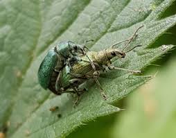 Attēlu rezultāti vaicājumam “Rhynchaenus lonicerae”
