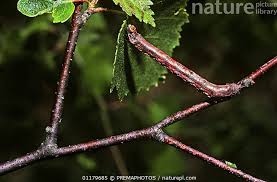 Attēlu rezultāti vaicājumam “Proutia betulina larva”