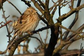 Image result for Emberiza leucocephalos