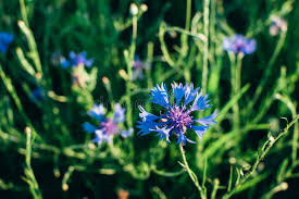 Attēlu rezultāti vaicājumam “Centaurea scabiosa flower”